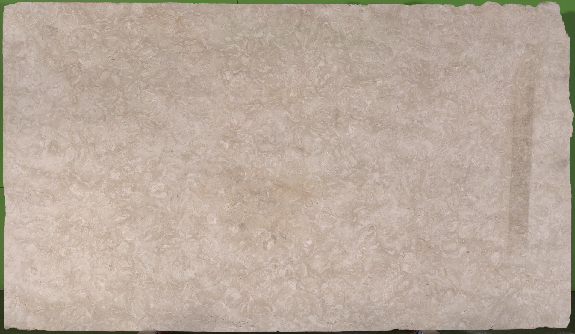 Ocean Reef White
