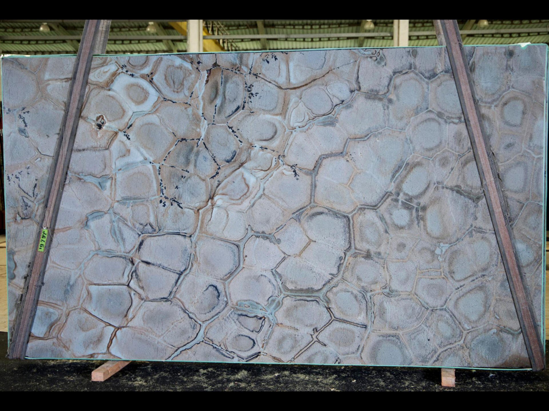 Brazilian Fossil