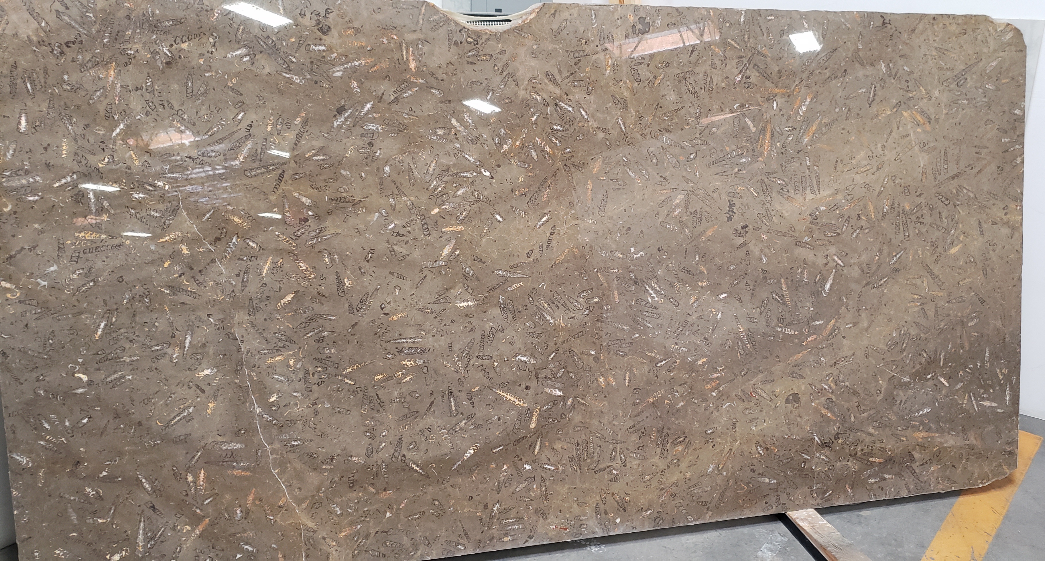 Jurassic Brown 2cm Marble by PACIFICA