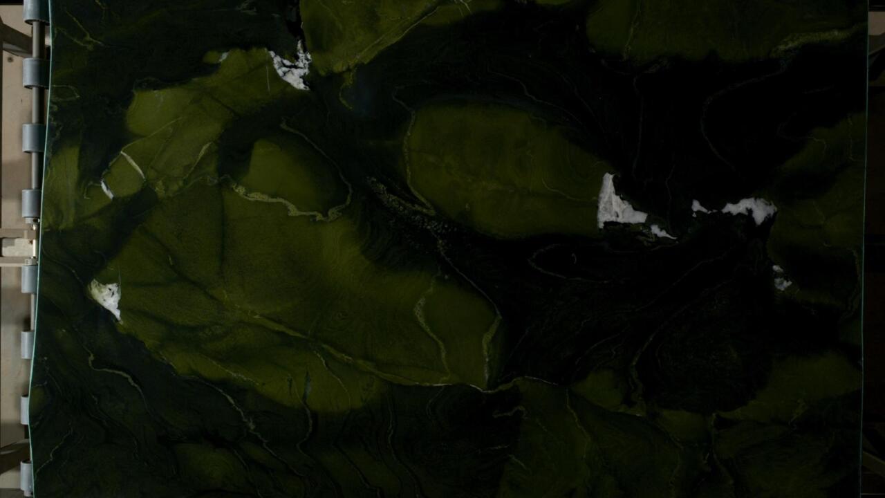 Avocatus