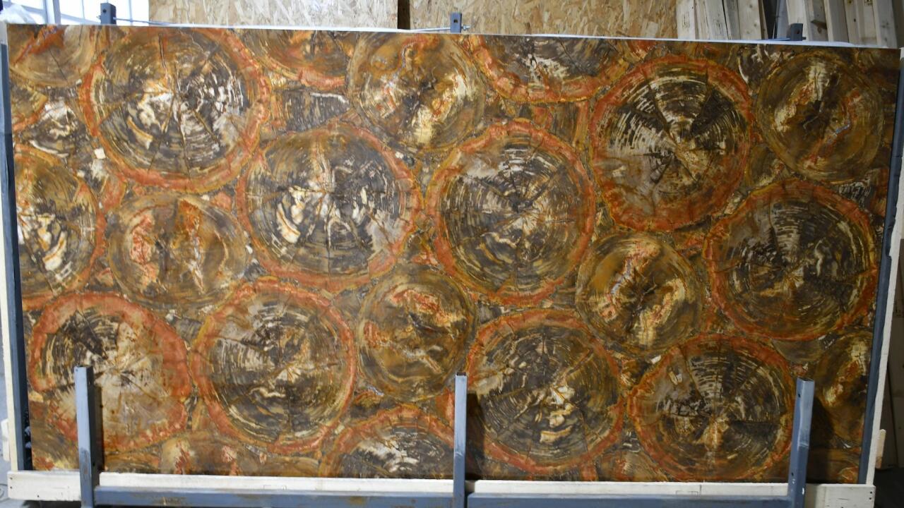 Beigered Petrified Wood