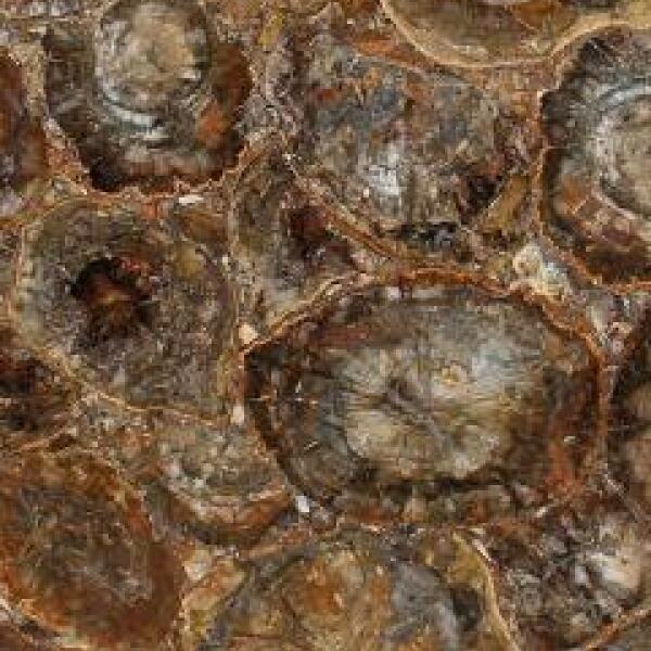 Brown Petrified Wood 3/4